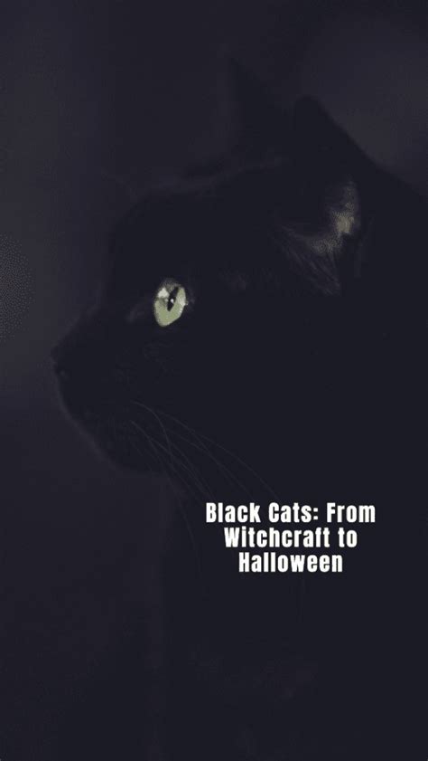 
The Historical Association of Black Cats with Misfortune and Witchcraft