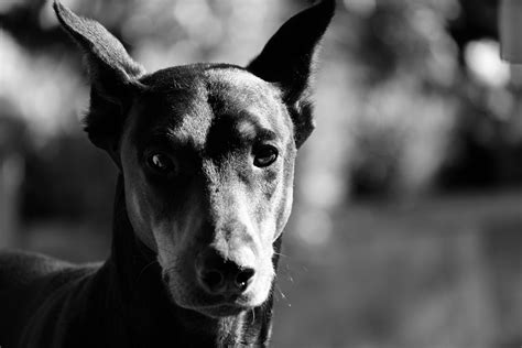 "Velcro" Dogs: Understanding the Inherent Loyalty and Devotion of Doberman Pinschers