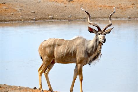  Antelope Species: From the Impala to the Kudu, a Diverse Family of Majestic Creatures 