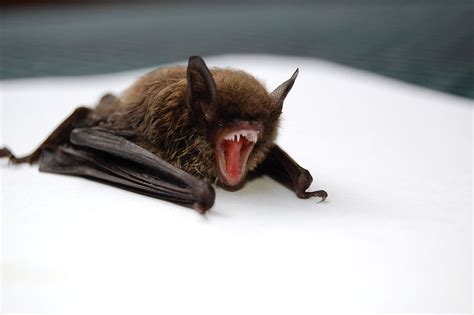  Challenges Facing Bat Conservation: Exploring the Perils They Encounter 