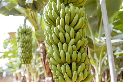  Choosing the Ideal Variety: Optimizing your Banana Yield Potential 