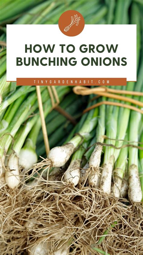  Choosing the Perfect Onion Variety for Your Backyard Oasis 