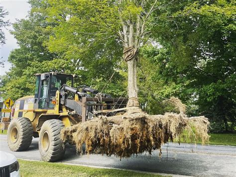  Conservation Efforts: Preserving the Heritage of Mature Trees for Future Generations 