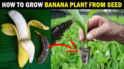  Cultivating Banana Plants: From Seedlings to Harvest 