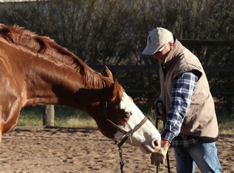  Decoding the Language of Horses: Insights from the Whisperers