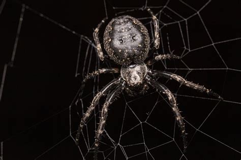  Exploring Possible Interpretations of Spider-Infested Locks: Unraveling the Web of Symbolism 