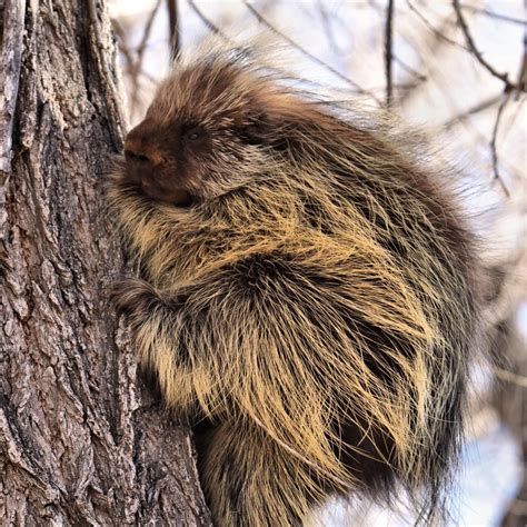  Exploring the Profound Insights Behind Pursuing Porcupines: Delving Into Inner Turmoil and Protective Mechanisms 