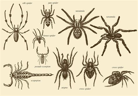  Historical and Cultural Significance of Arachnids as Symbols
