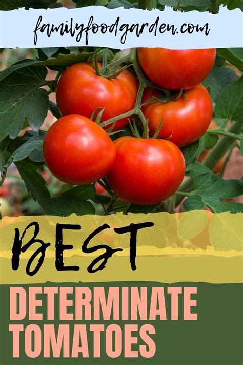  Selecting the Juiciest Tomatoes: How to Identify Firmness