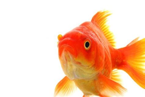  The Historical Importance of Gold Fish in the Symbolism of Dreams
