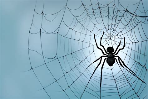  The Significance of the Quantity of Spiders in Dream Interpretation 