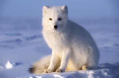  Typical body features of Siberian fox 