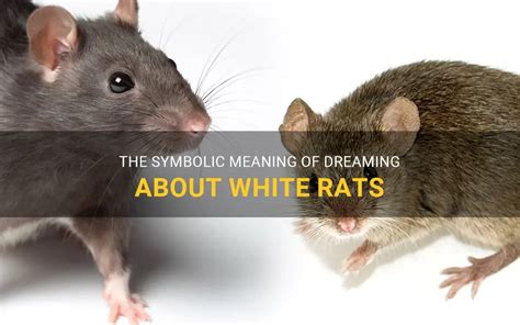  Uncovering the Symbolic Associations of Rats in Dream Interpretation 