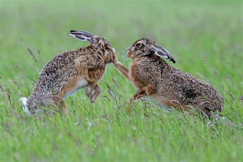  Understanding the Significance of Nurturing and Protective Elements in Dreams Featuring Baby Hares 