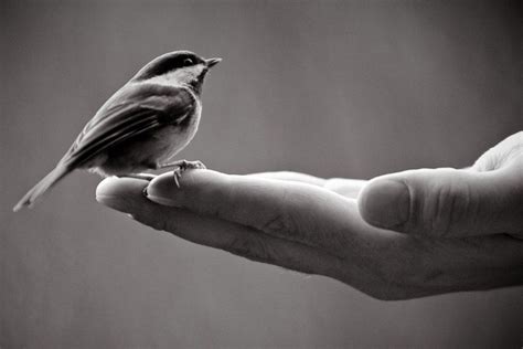 A Bird in the Hand: Symbol of Security and Seizable Opportunities