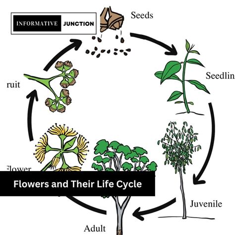 A Blossoming Journey: The Life Cycle of Blossoms