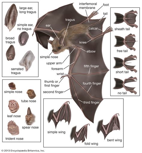 A Closer Look: Understanding the Physiology of Gigantic Bats