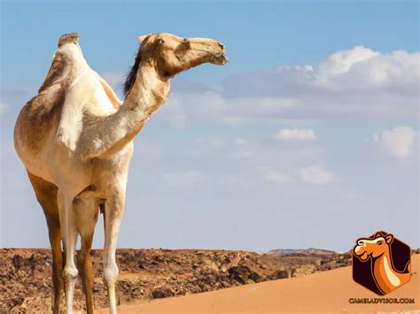 A Closer Look at Camels: A Symbol of Strength and Resilience