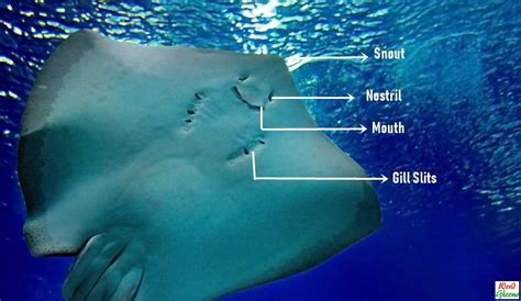 A Closer Look at the Fascinating Anatomy of Stingrays