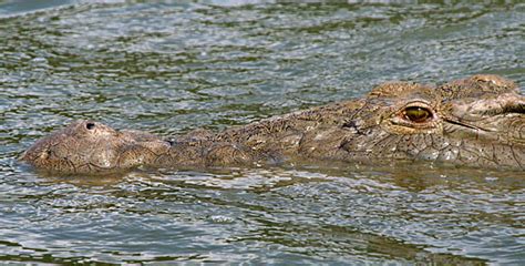 A Closer Look at the Habitat of the Crimson Crocodilian: Revealing the Secrets of Its Survival