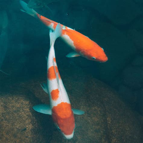 A Closer Look at the Varied Colors and Patterns of Koi Fish