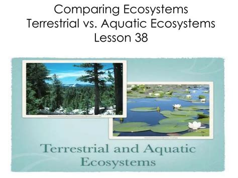 A Connection Between Terrestrial and Aquatic Ecosystems: Airborne Fish