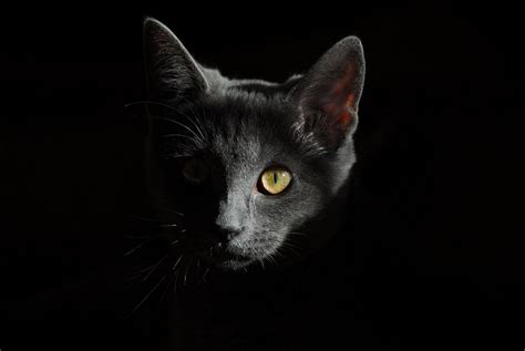 A Glowing Presence: Red-Eyed Felines as Guardians of the Spirit Realm