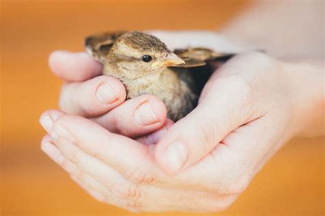 A Helping Hand: Safely Catching the Graceful Bird