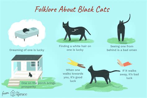 A Historic Perspective: Black Cats in Literature and Folklore