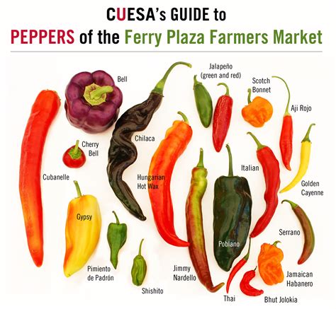 A Journey Through Pepper Varieties: From Mild to Insanely Hot