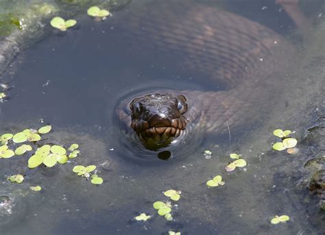 A Journey through the Wilderness: Snake Spotting Tips and Tricks