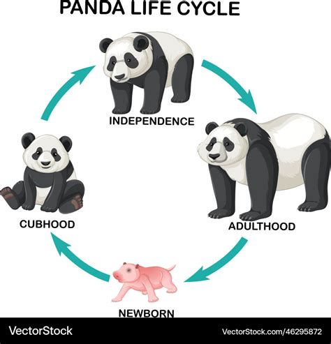 A Look Into Panda Evans Early Life