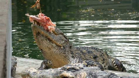 A Meaty Feast: What Alligators Consume