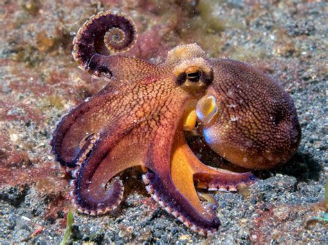 A Mother's Love: The Surprising Parenting Behaviors of Cephalopods