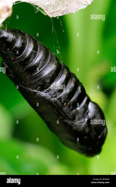 A Mysterious Symbol Explained: Insights into Dark Larvae