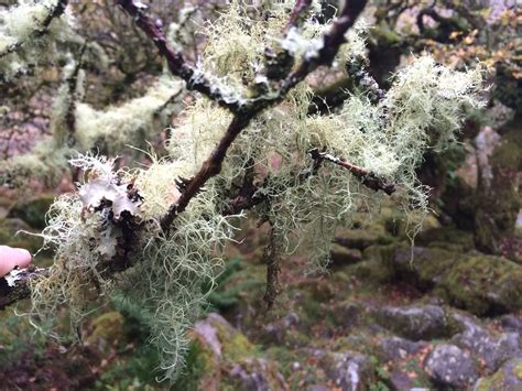 A Natural Journey through the Life of Usnea Lichen