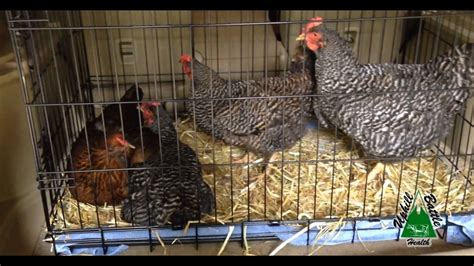 A Noble Mission: Chicken Rescue and the Pursuit of Personal Fulfillment