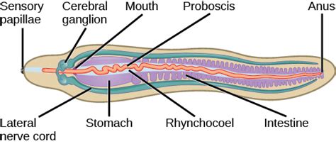 A Peculiar Encounter: Worms Emerging from the Oral Cavity