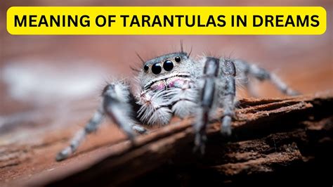 A Powerful Creature in Your Subconscious: What Does a Tarantula Symbolize?