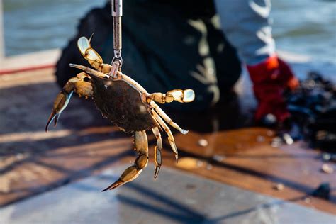 A Precarious Balance: Human Activities and Their Impact on Blue Crab Populations