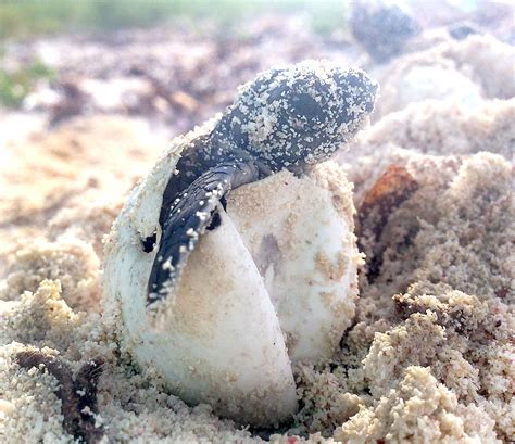 A Race against the Odds: The Struggle of Turtle Hatchlings