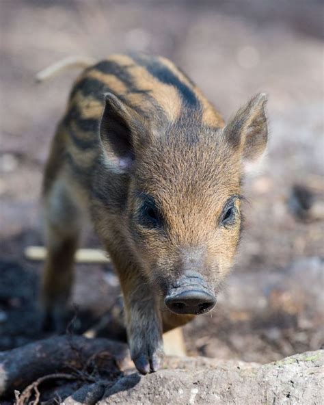 A Rare Encounter: Exploring the Enchanting World of Baby Wild Boars