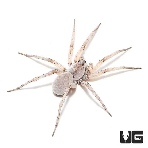 A Rare Encounter: The Enigmatic White Wolf Spider