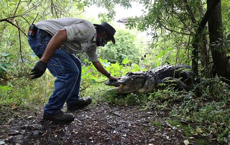 A Remarkable Connection: How Infant Alligators Can Forge Strong Bonds with their Human Guardians