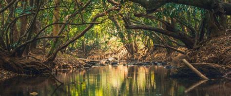 A Sanctuary for Biodiversity: Unveiling the Ecological Wonders within Timeless Giants