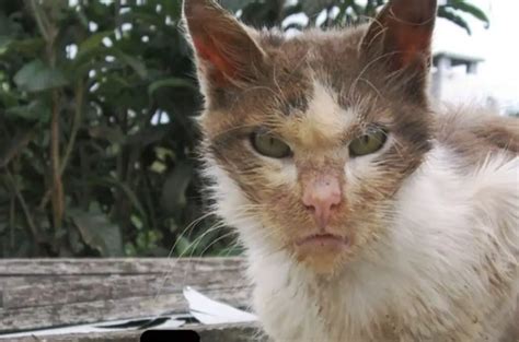 A Second Chance: Rescuing an Abandoned Feline in Desperate Need