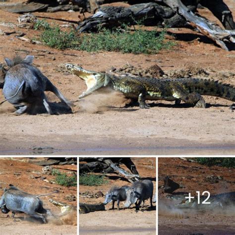 A Thrilling Pursuit: Analyzing the Symbolism of an Intense Crocodile Pursuit