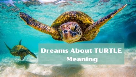 A Voyage into the Dreamtime: Deciphering the Meaning of Turtle Dreams