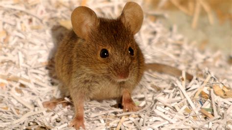 A World of Perils: Challenges Faced by Tiny Mouse Offspring in the Natural Habitat