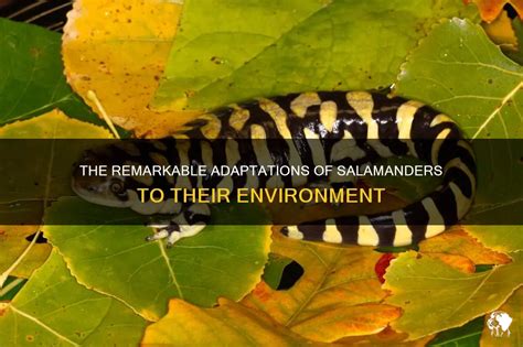 Adaptation of the Giant Salamander to Different Environments